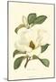 Magnolia-null-Mounted Art Print