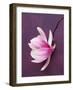 Magnolia-Amelie Vuillon-Framed Art Print