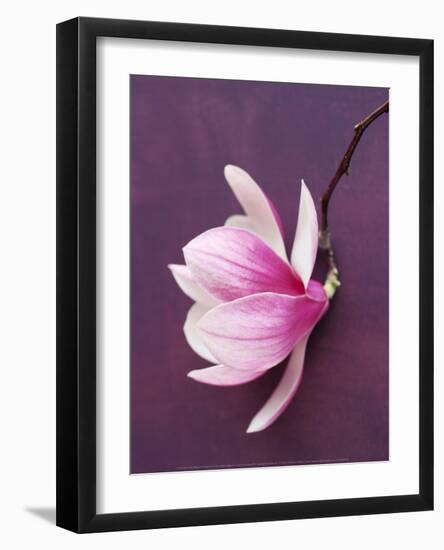 Magnolia-Amelie Vuillon-Framed Art Print