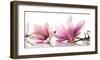 Magnolia-Cynthia Ann-Framed Art Print