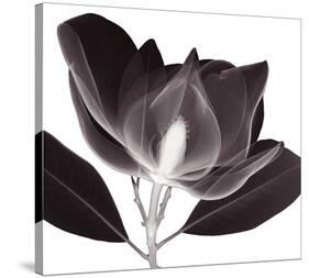 Magnolia-Steven N^ Meyers-Stretched Canvas