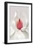 Magnolia-Brian Haslam-Framed Art Print