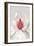 Magnolia-Brian Haslam-Framed Art Print