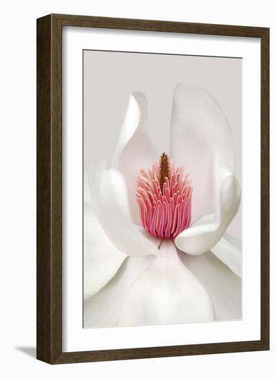 Magnolia-Brian Haslam-Framed Art Print