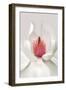 Magnolia-Brian Haslam-Framed Art Print