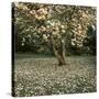 Magnolia-Bent Rej-Stretched Canvas