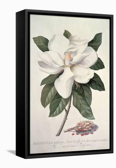 Magnolia-Georg Dionysius Ehret-Framed Stretched Canvas