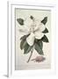 Magnolia-Georg Dionysius Ehret-Framed Giclee Print