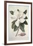 Magnolia-Georg Dionysius Ehret-Framed Giclee Print