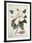 Magnolia-Georg Dionysius Ehret-Framed Giclee Print