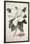 Magnolia-Georg Dionysius Ehret-Framed Giclee Print