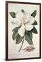 Magnolia-Georg Dionysius Ehret-Framed Giclee Print