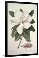 Magnolia-Georg Dionysius Ehret-Framed Giclee Print