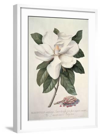 Magnolia Flower Illustration by Georg Dionysius Ehret 22x28 Poster