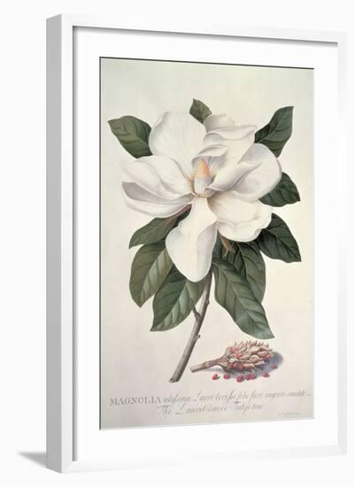 Magnolia-Georg Dionysius Ehret-Framed Giclee Print