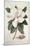 Magnolia-Georg Dionysius Ehret-Mounted Giclee Print