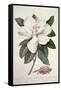 Magnolia-Georg Dionysius Ehret-Framed Stretched Canvas