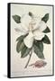 Magnolia-Georg Dionysius Ehret-Framed Stretched Canvas