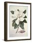 Magnolia-Georg Dionysius Ehret-Framed Giclee Print