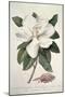 Magnolia-Georg Dionysius Ehret-Mounted Giclee Print