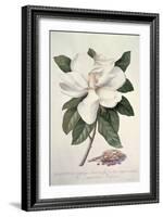 Magnolia-Georg Dionysius Ehret-Framed Giclee Print