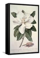 Magnolia-Georg Dionysius Ehret-Framed Stretched Canvas