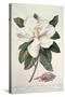Magnolia-Georg Dionysius Ehret-Stretched Canvas