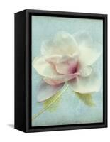 Magnolia-Amy Melious-Framed Stretched Canvas