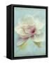 Magnolia-Amy Melious-Framed Stretched Canvas