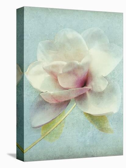 Magnolia-Amy Melious-Stretched Canvas