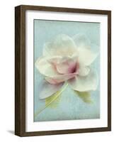 Magnolia-Amy Melious-Framed Art Print