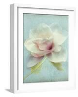 Magnolia-Amy Melious-Framed Art Print