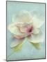 Magnolia-Amy Melious-Mounted Art Print