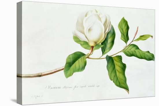 Magnolia-Georg Dionysius Ehret-Stretched Canvas