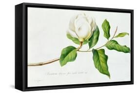 Magnolia-Georg Dionysius Ehret-Framed Stretched Canvas