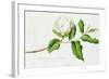 Magnolia-Georg Dionysius Ehret-Framed Giclee Print