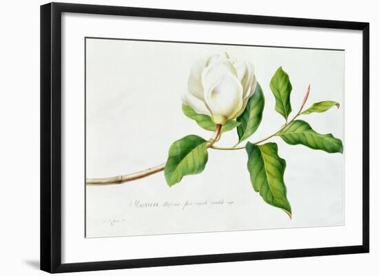 Magnolia-Georg Dionysius Ehret-Framed Giclee Print