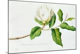 Magnolia-Georg Dionysius Ehret-Mounted Giclee Print