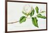 Magnolia-Georg Dionysius Ehret-Framed Giclee Print