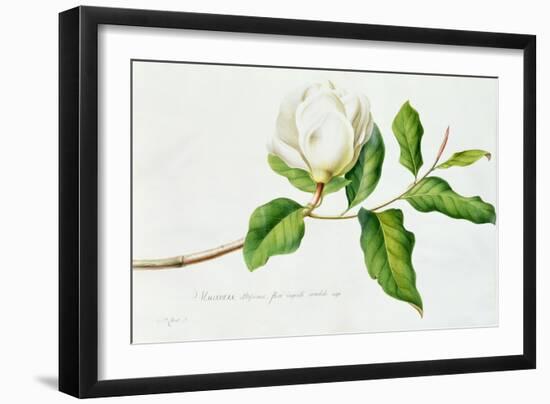 Magnolia-Georg Dionysius Ehret-Framed Giclee Print