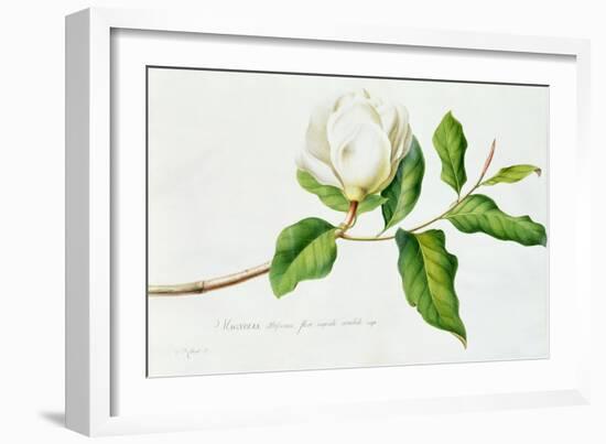 Magnolia-Georg Dionysius Ehret-Framed Giclee Print