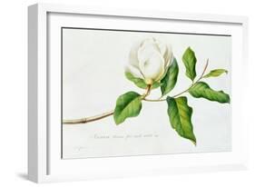 Magnolia-Georg Dionysius Ehret-Framed Giclee Print