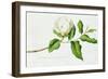 Magnolia-Georg Dionysius Ehret-Framed Premium Giclee Print