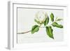 Magnolia-Georg Dionysius Ehret-Framed Premium Giclee Print