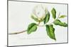 Magnolia-Georg Dionysius Ehret-Mounted Premium Giclee Print