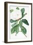 Magnolia-Georg Dionysius Ehret-Framed Giclee Print