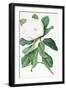 Magnolia-Georg Dionysius Ehret-Framed Giclee Print