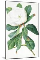 Magnolia-Georg Dionysius Ehret-Mounted Giclee Print