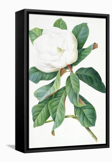 Magnolia-Georg Dionysius Ehret-Framed Stretched Canvas