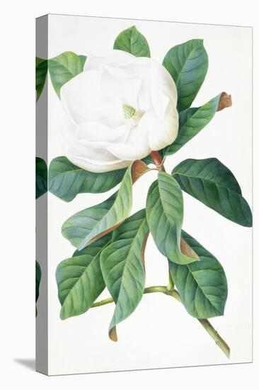 Magnolia-Georg Dionysius Ehret-Stretched Canvas